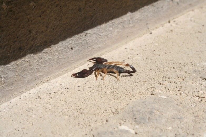 a bug crawling on concrete, it is near the curb