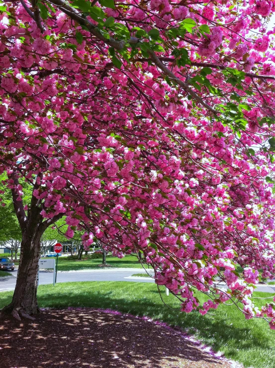 the large pink tree has many pink blossoms