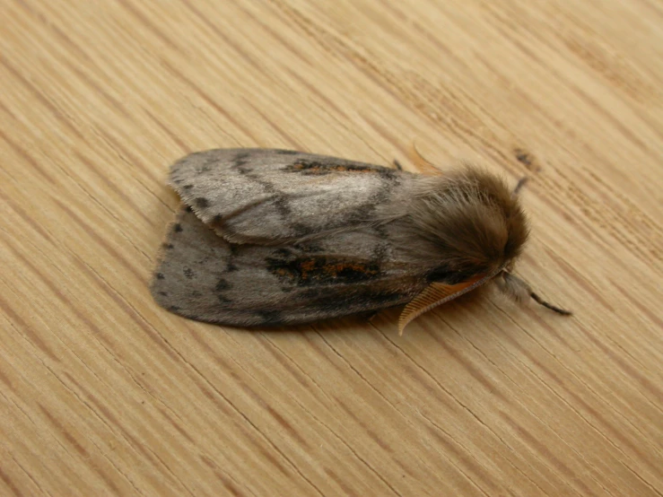 an insect on top of a table, with dark spots on the wing