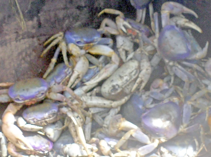 some blue crabs are laying on the ground