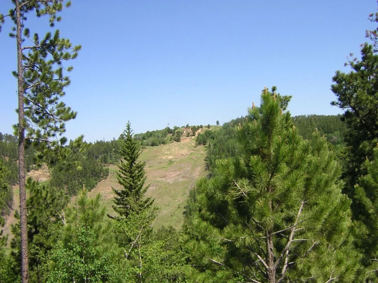 a hillside in the middle of a forested area