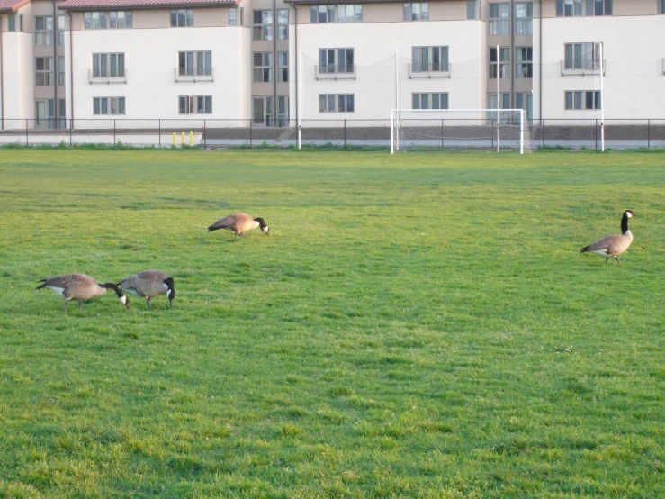 a couple of geese in a field near a building