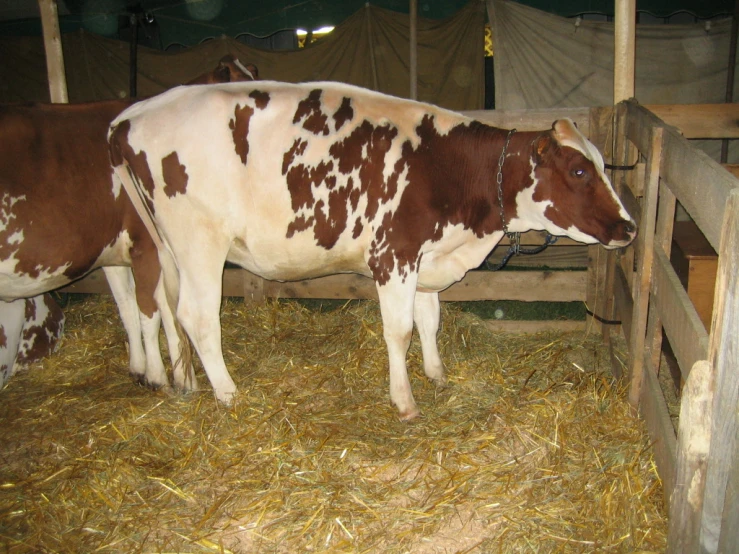 a cow in a barn eats hay from the stall