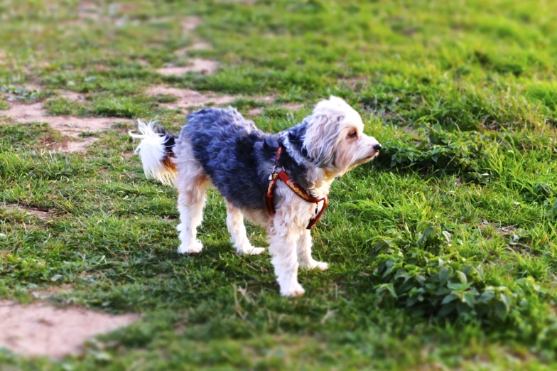 a small dog wearing a harness is looking at the ground