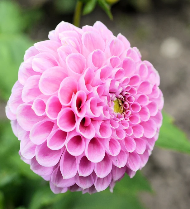 a pink flower with a yellow center on it