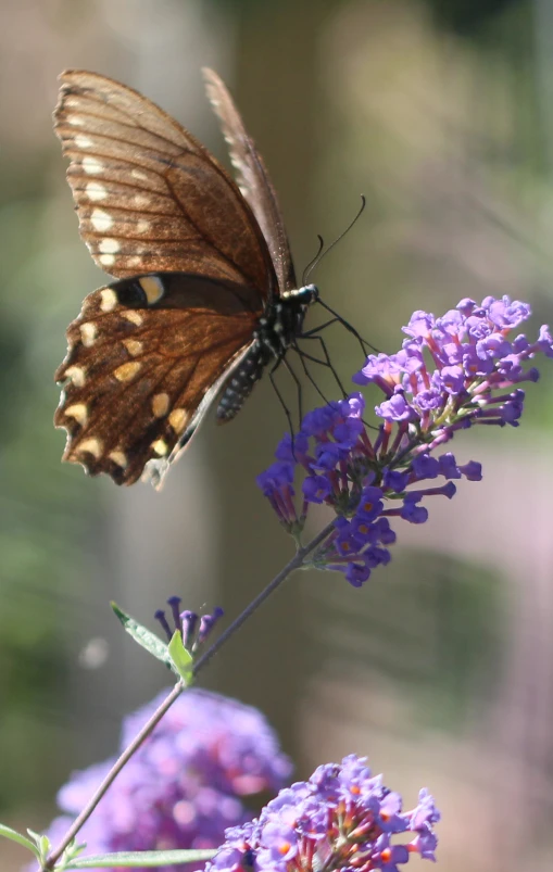 the erfly is standing on a purple flower