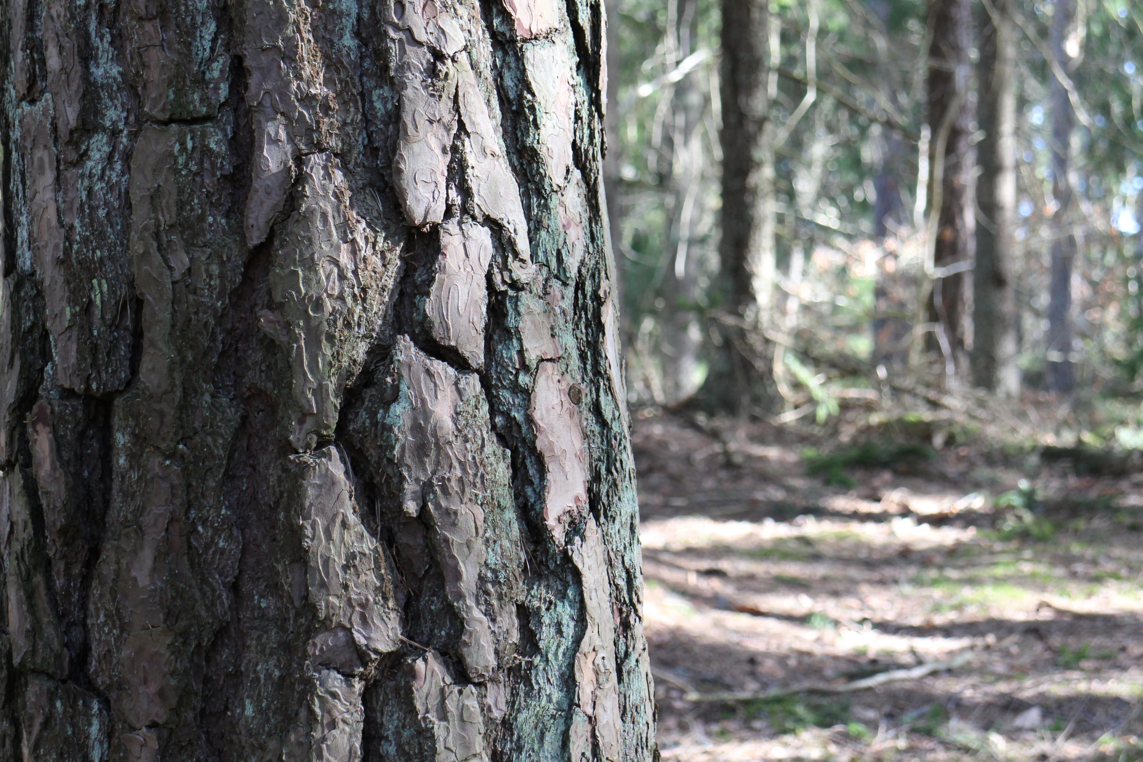 the bark on the trunk of a large tree