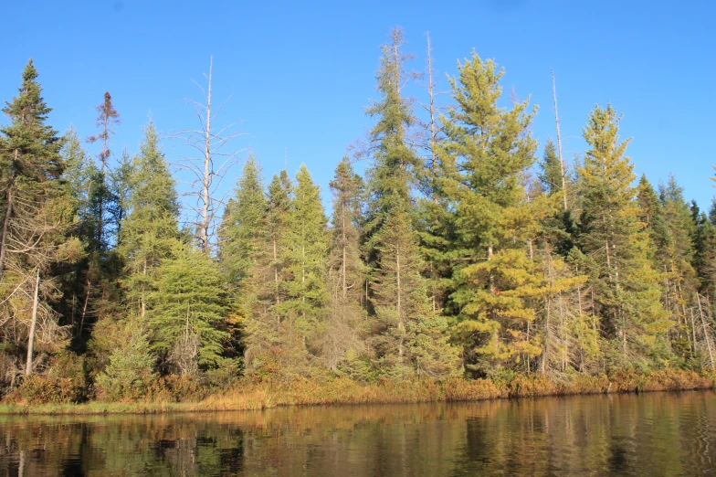 trees lining the edge of a lake surrounded by tall forest