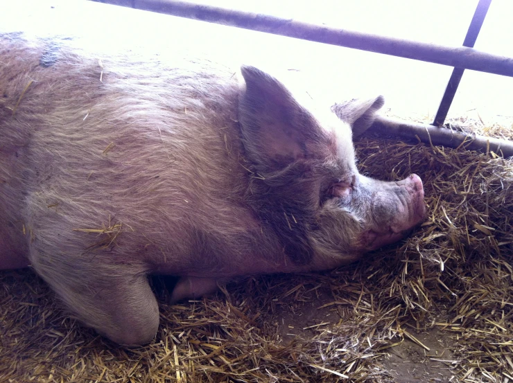 a pig sitting on some straw and hay