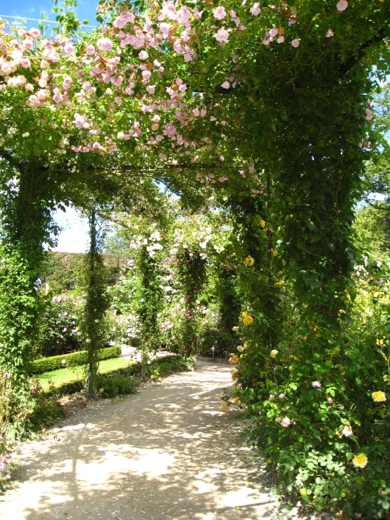 a path surrounded by lush greenery with pink flowers