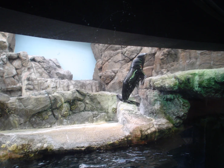 a large animal in an aquarium looks under his feet