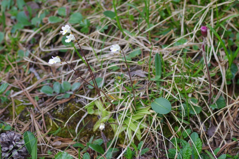 flowers are growing in the grass and a pine cone