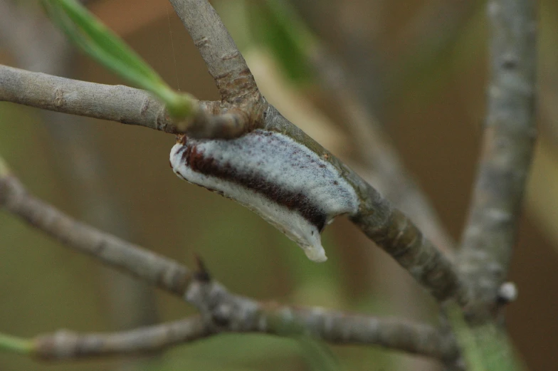 a leaf with a tiny body attached to it