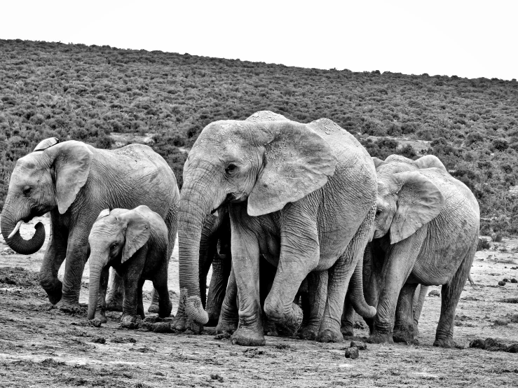 a herd of elephants standing around on a dry grass field