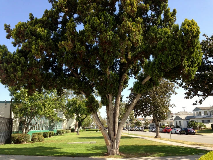 the large tree has very small leaves on it