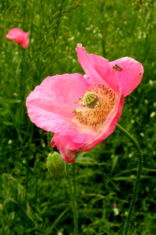 pink flowers are blooming in the green field