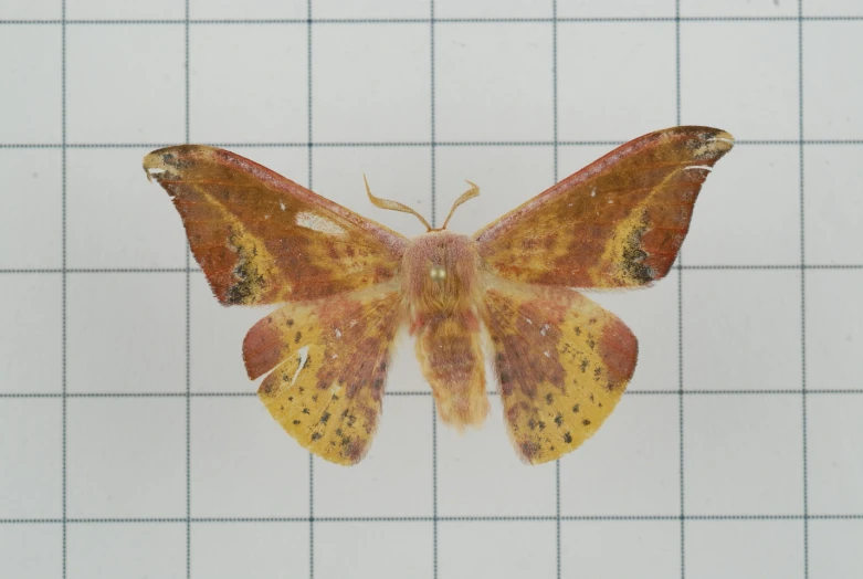 a moth that is on a tile floor