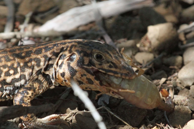 a lizard on the ground looking at soing in its mouth