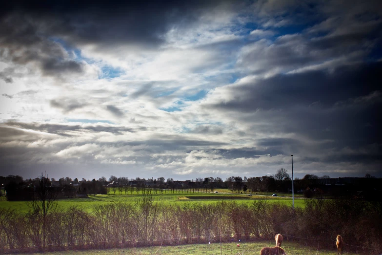 there are two birds on the grass by the road