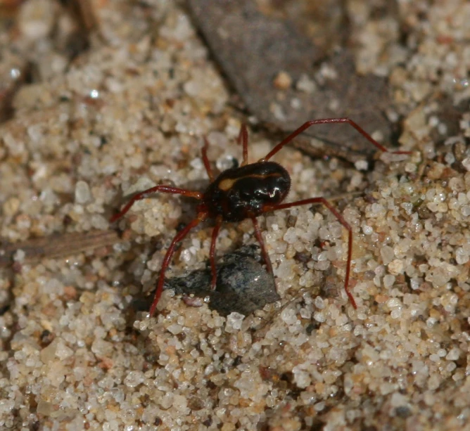 a close up of a brown insect on dirt