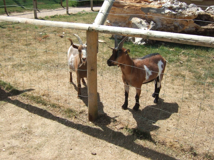 two brown and white goats in their pen