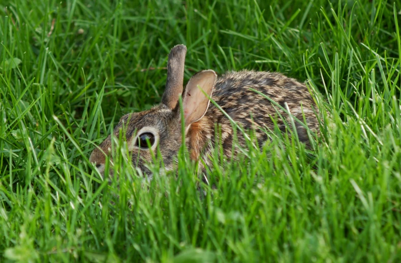 a brown and black rabbit in the grass