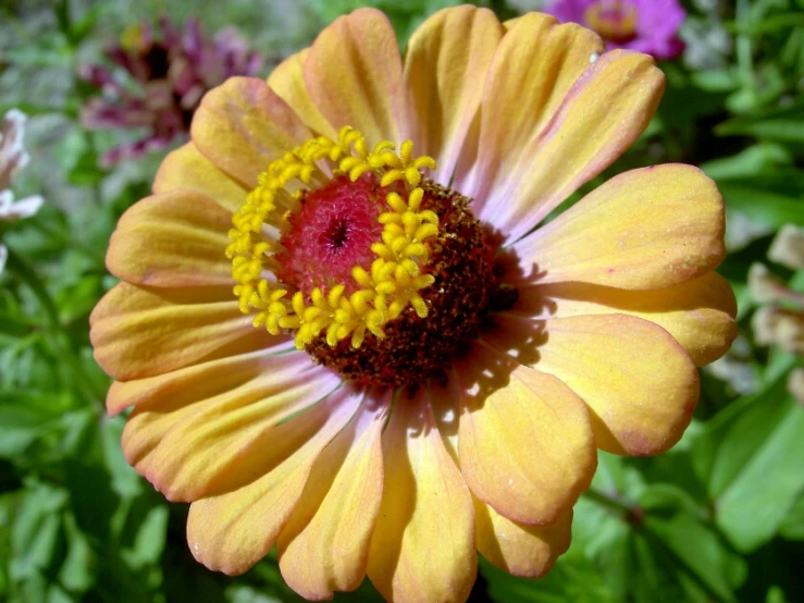 a yellow flower with some other flowers behind it