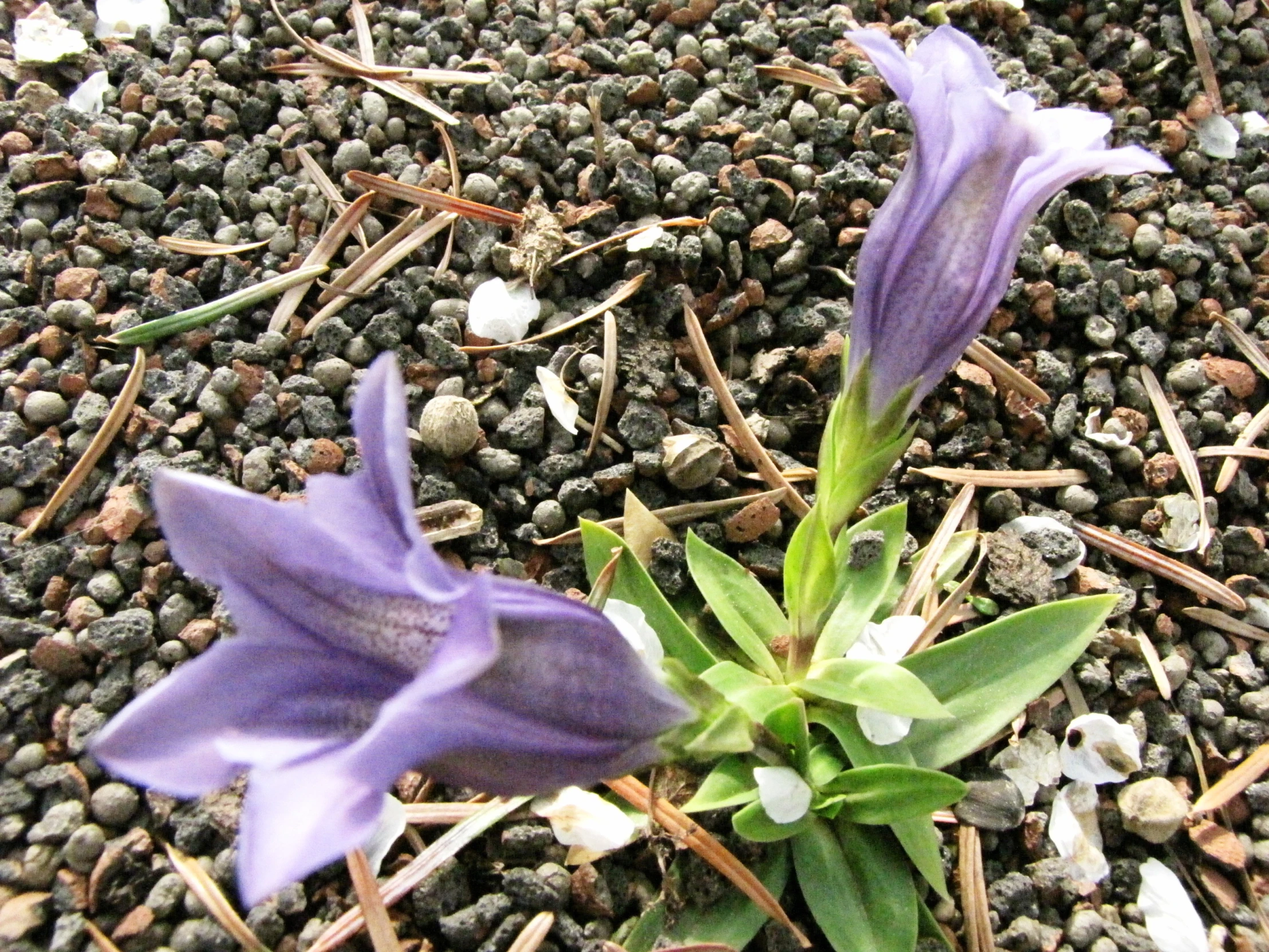 three purple flowers bloom on the ground