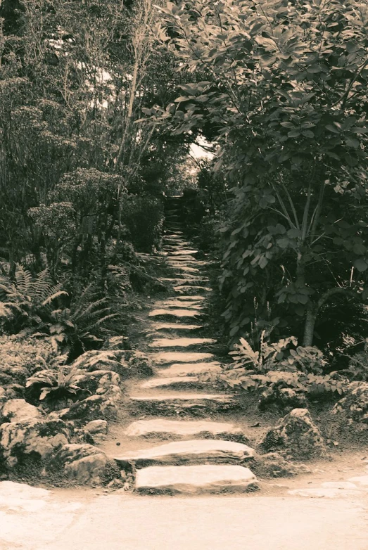 a path through the woods leading up to a bench