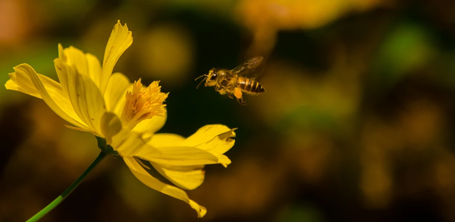 a yellow flower with a bee hovering on it