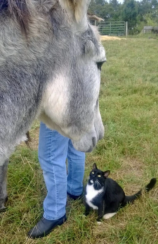 a horse and a cat are by a fence