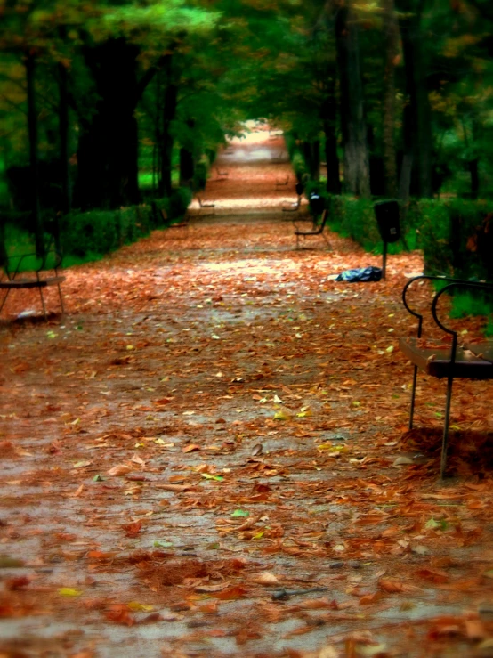 there are many park benches along the tree lined path