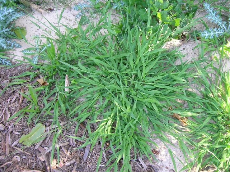 some tall green plants are growing from a patch of dirt