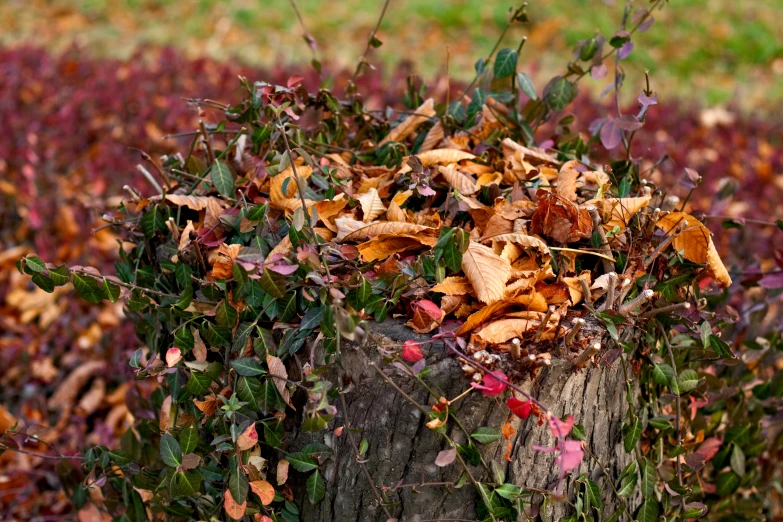 fallen leaves and other colorful shrubs in the grass