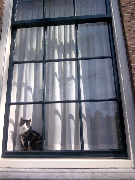 a cat sitting behind a window looking out