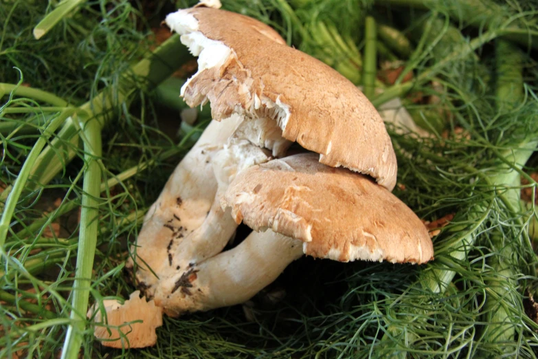 an uncooked mushroom with its underside turned away in the grass