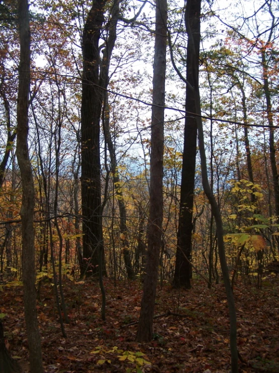 a po taken in the woods looking at trees and leaves