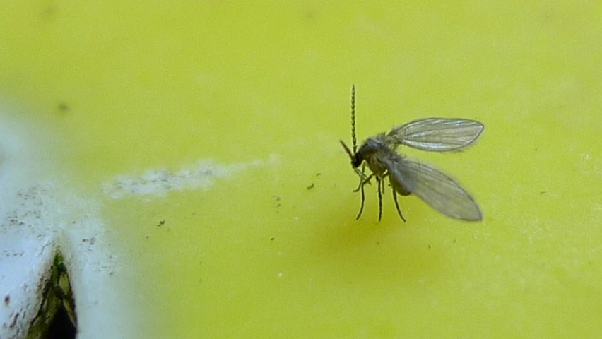 the mosquito is walking by the wall of a building