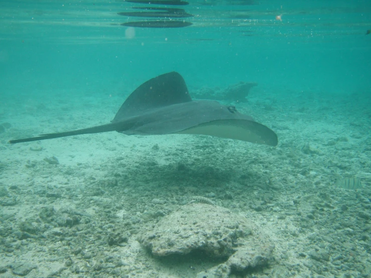 an image of underwater scene with a big object