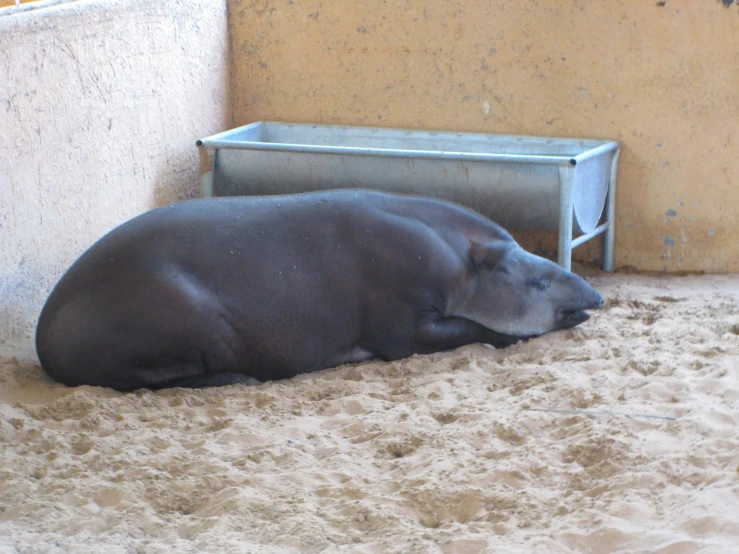 there is a small animal sitting under a wall