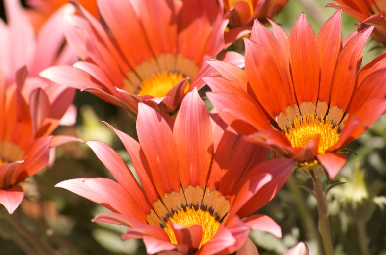 bright, red flowers blooming in an outdoor garden