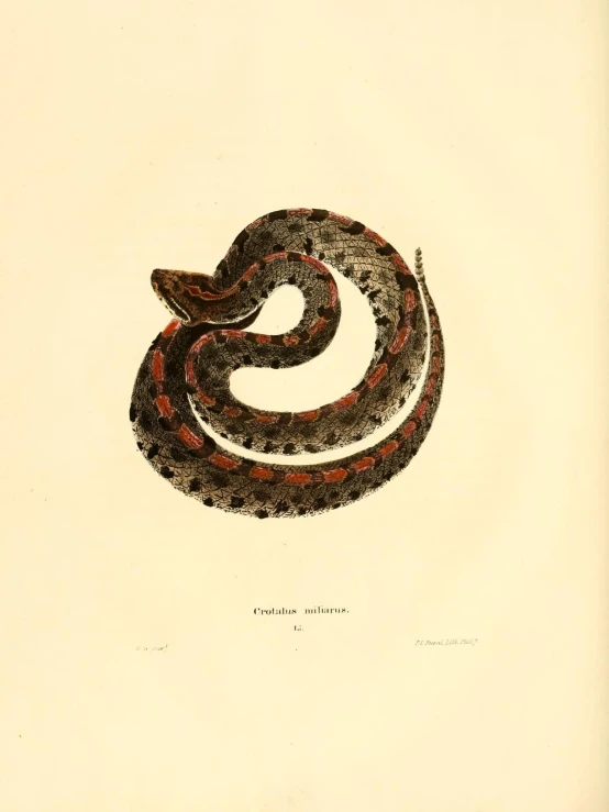 a print is shown with a snake in the center