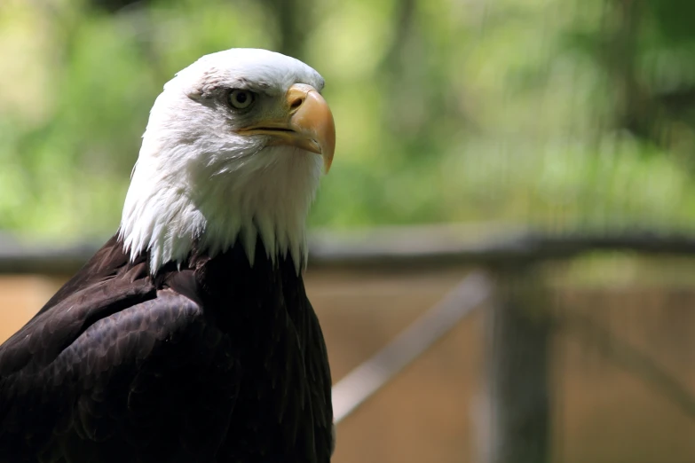 close up of an eagle staring ahead in the day