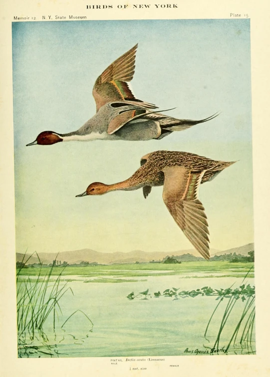 three geese flying over water with one duck in the foreground