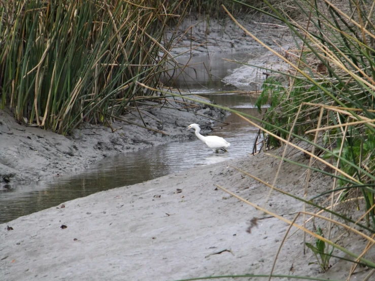 the goose is following along on the river