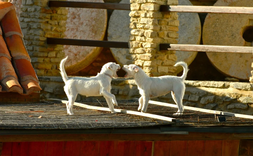 two small white dogs are playing together