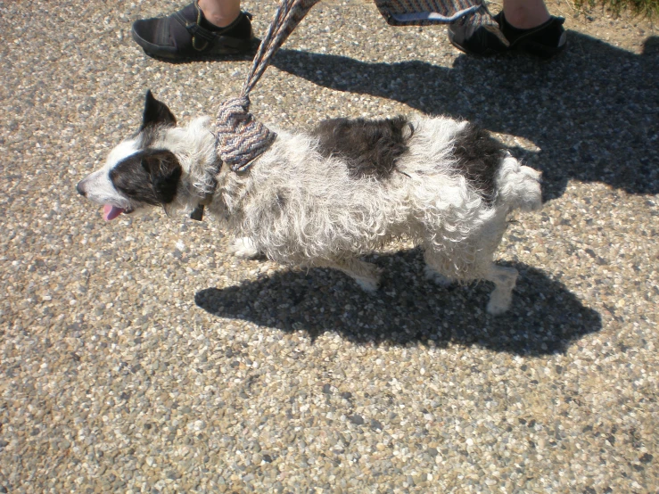 a small dog walking down a sidewalk with a person wearing slippers