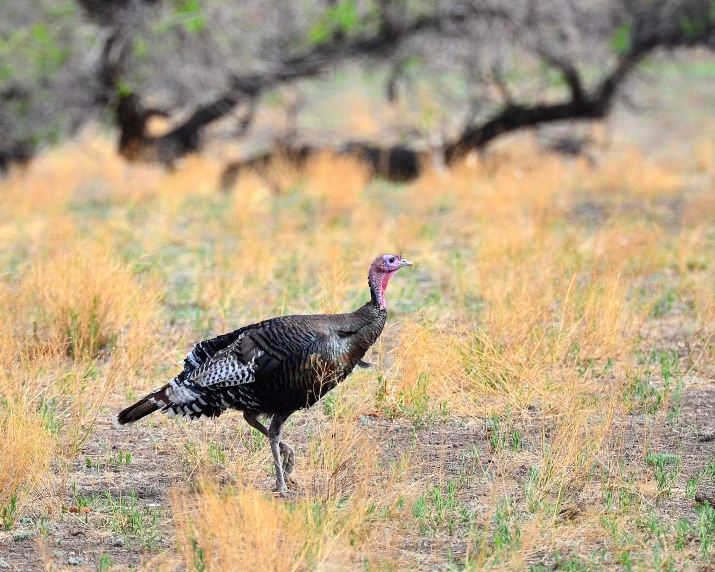 a turkey walks through tall brown grass in the wilderness