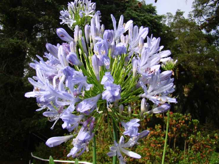 a tall blue and white flower with lots of stems