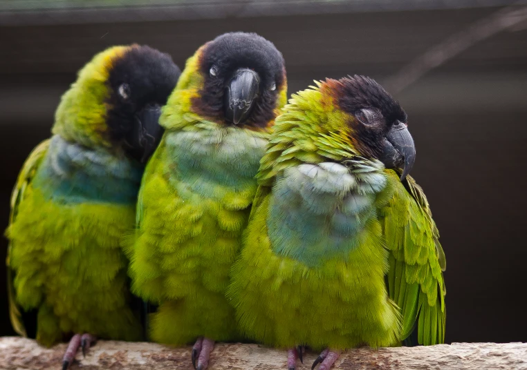 two parrots perched on the top of a tree limb